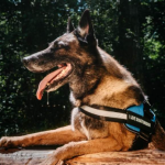 Anti-pull harnesses and snow boots will keep your dog safe and comfortable.